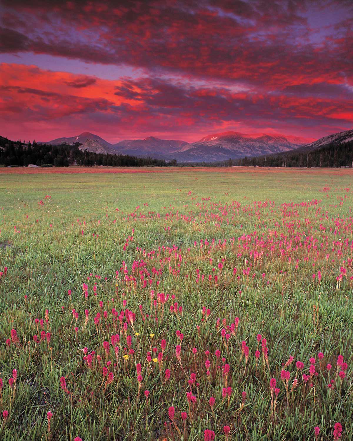 アメリカ ナショナルパークへの旅！ vol.4【ヨセミテ国立公園】驚く